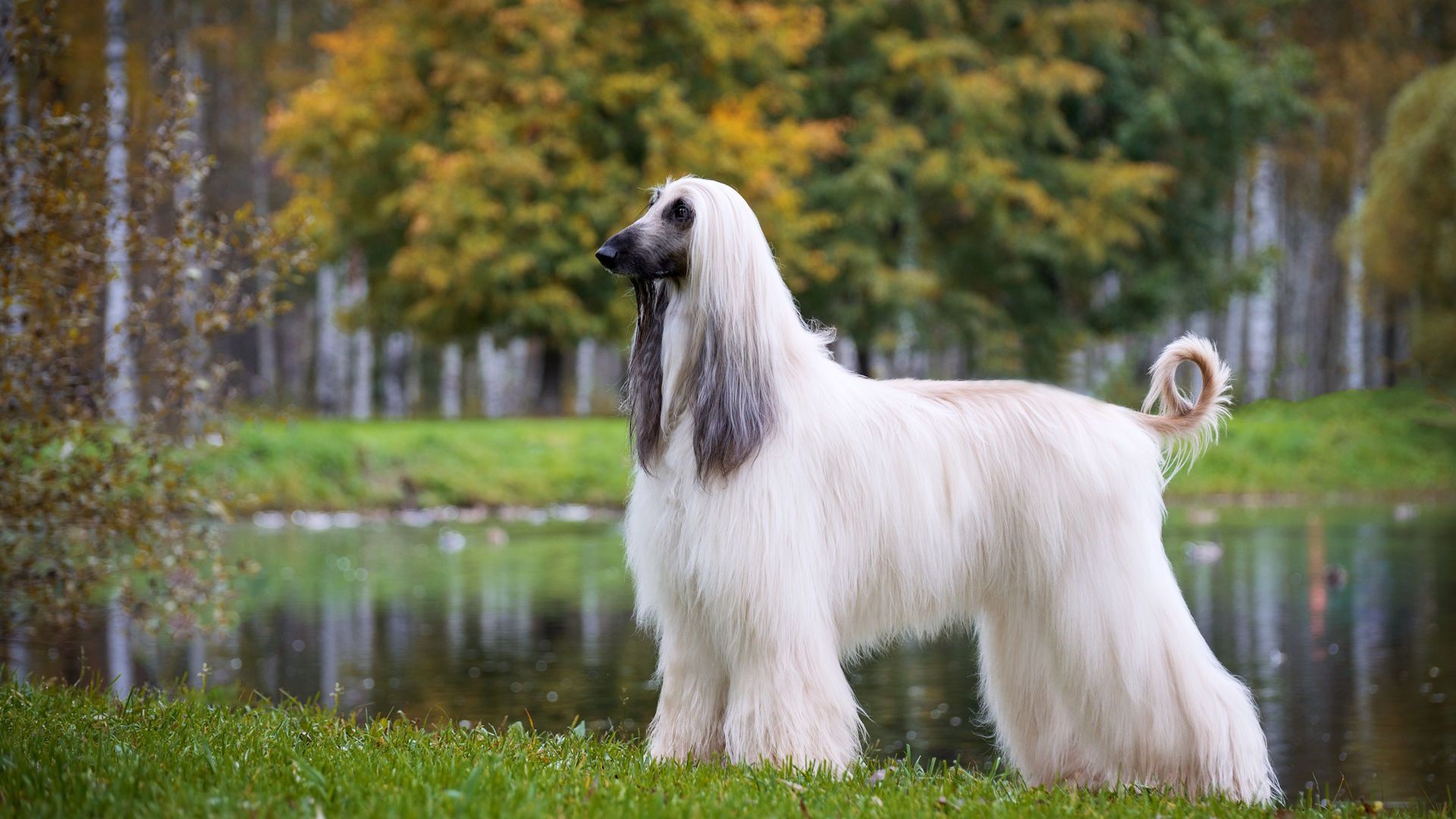 Afghan Hound
