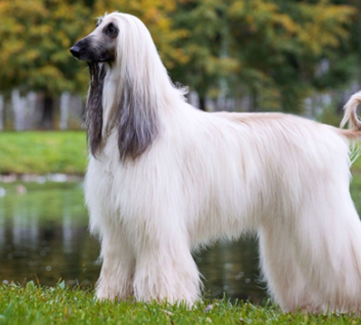 Hound Dog Puppies for Sale