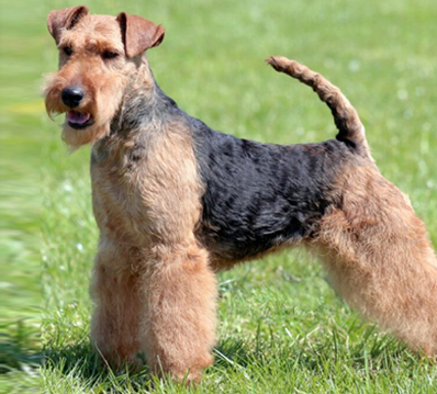 Terrier Puppies for Sale