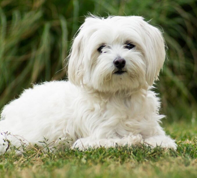 Toy Puppies for Sale