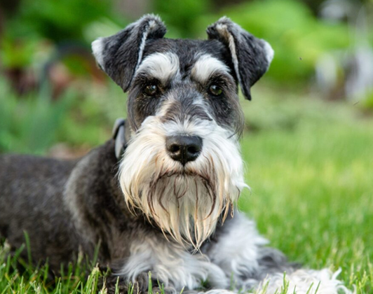 Utility Puppies for Sale