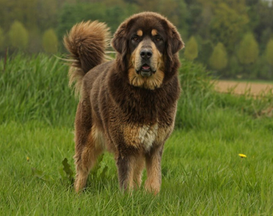 Working Dog Puppies for Sale