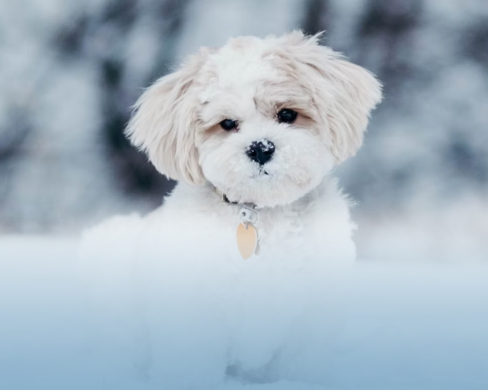 Create an online advert for your pedigree puppies