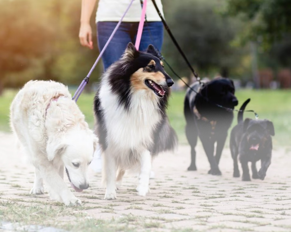 List your dog or pet business online