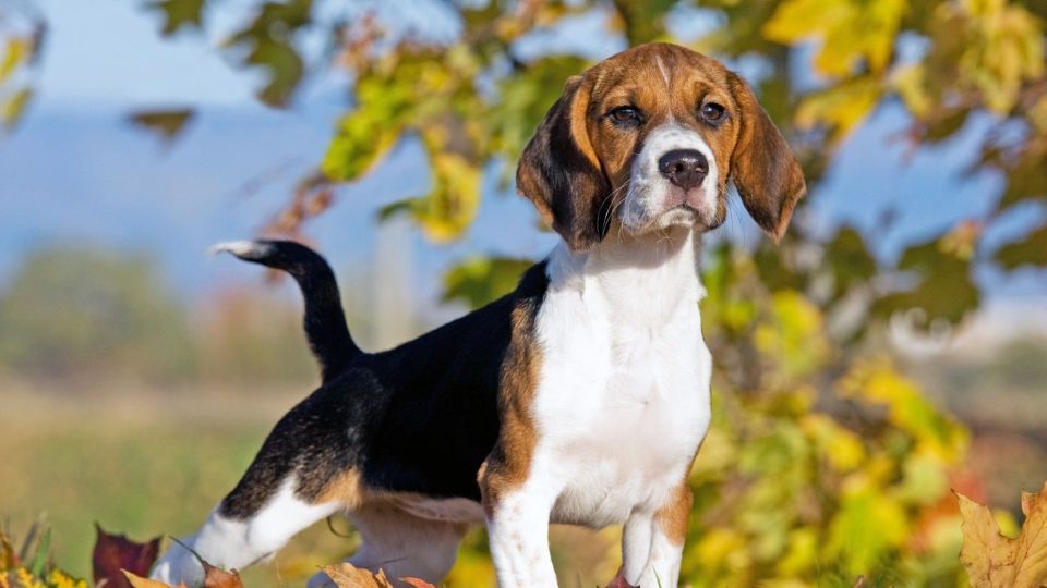 Beagle