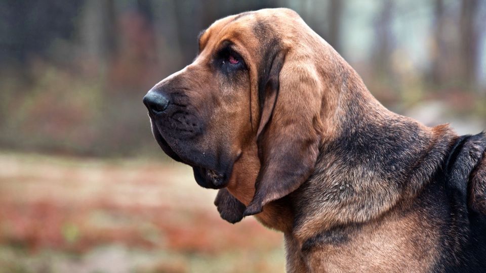 Bloodhound