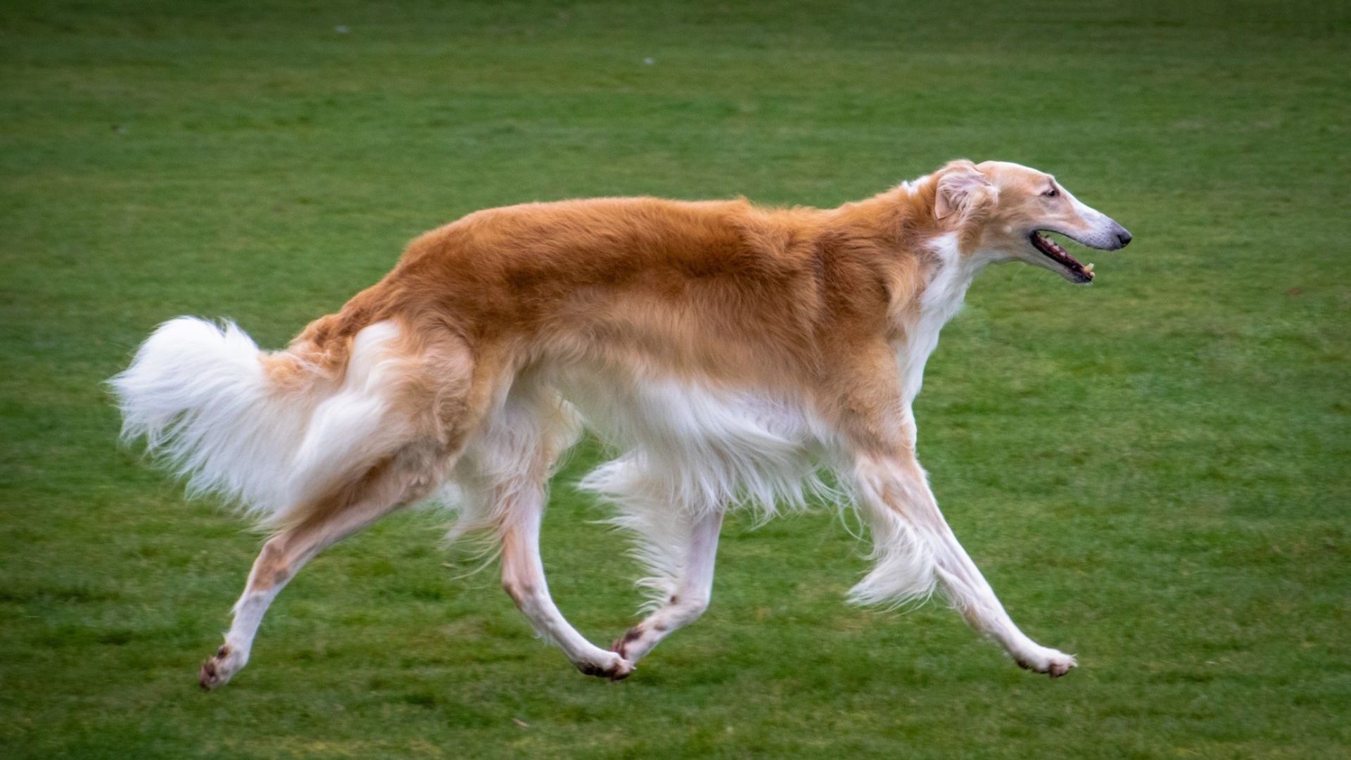 Borzoi