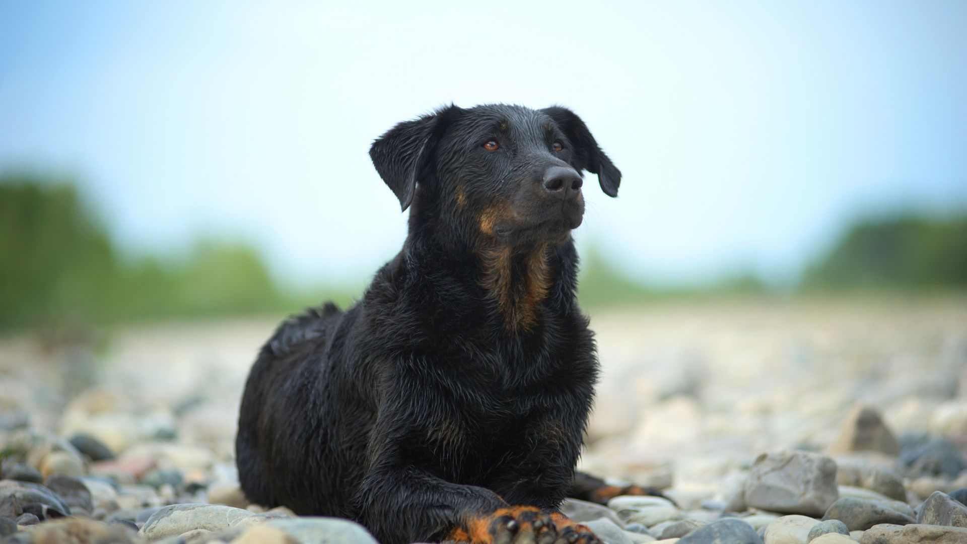 Beauceron