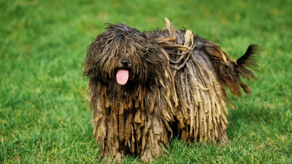Bergamasco