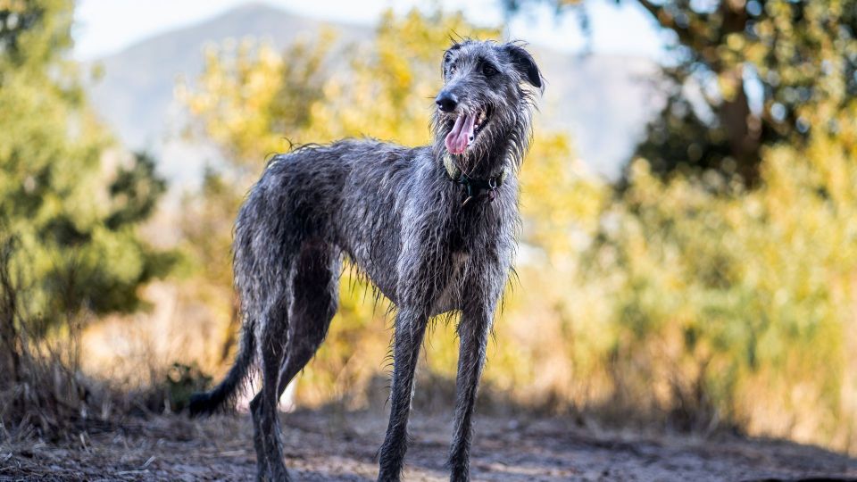 Deerhound