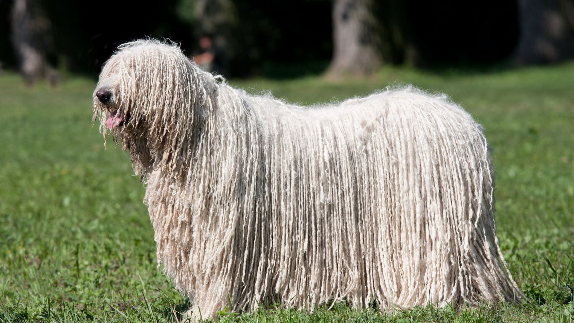 Komondor