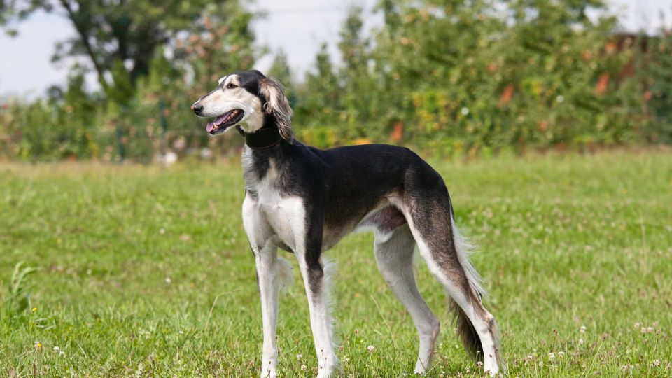 Saluki