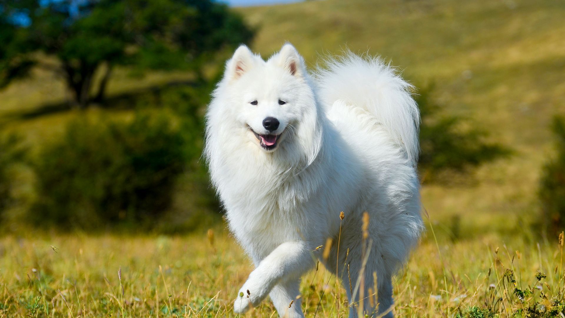 Samoyed