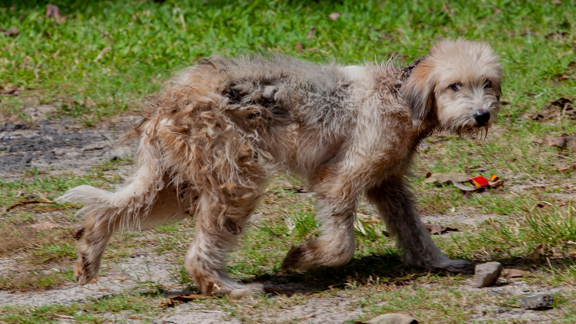 Otterhound