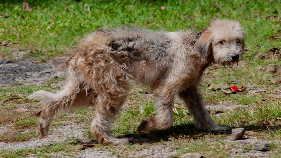 Otterhound