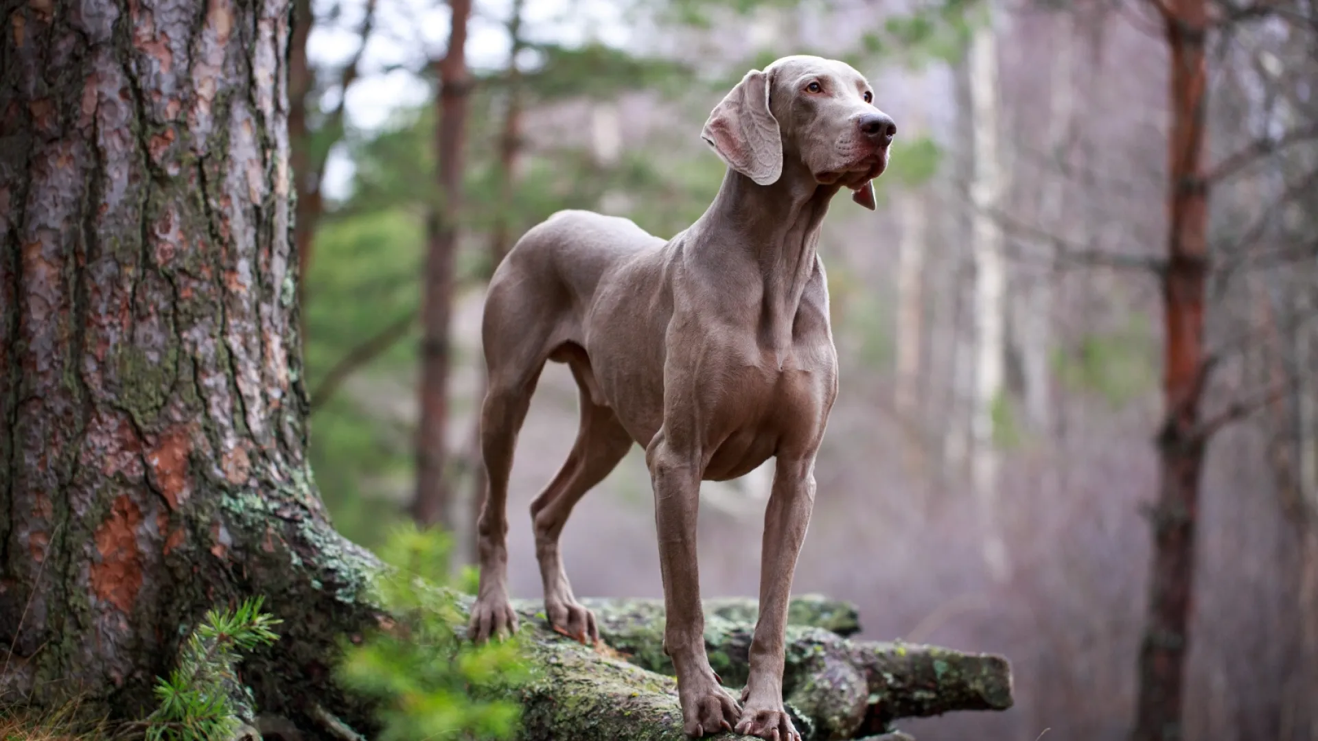 Weimaraner