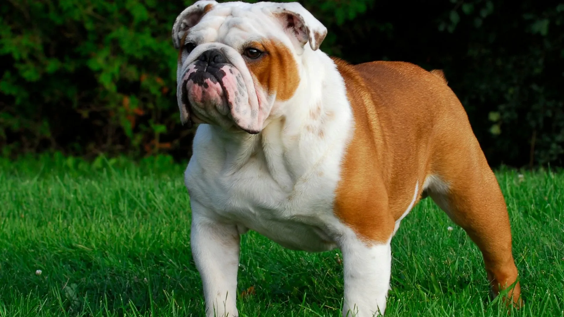 Bulldog