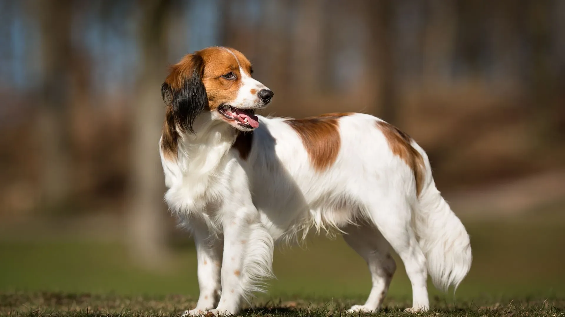 Kooikerhondje