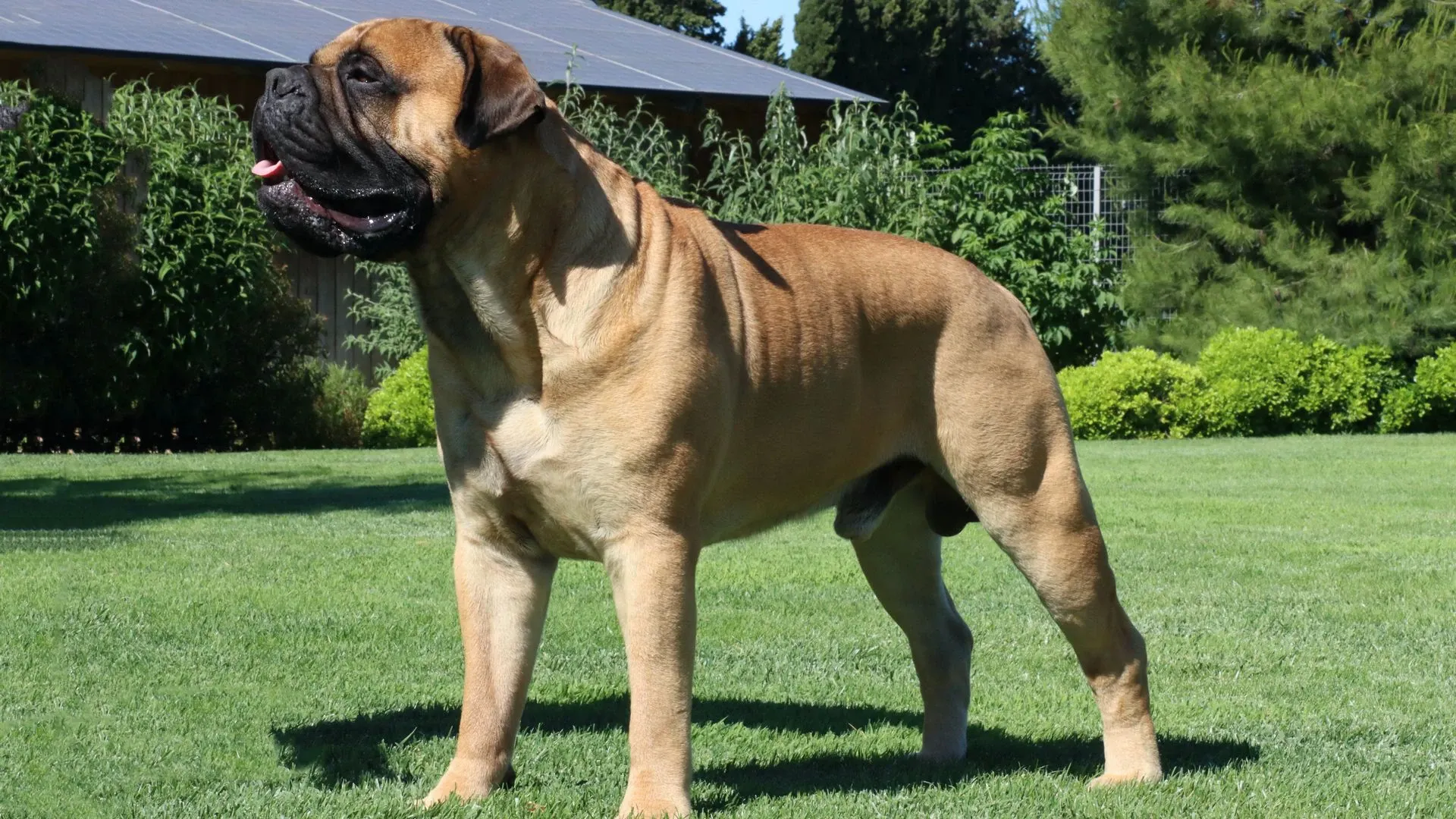 Bullmastiff