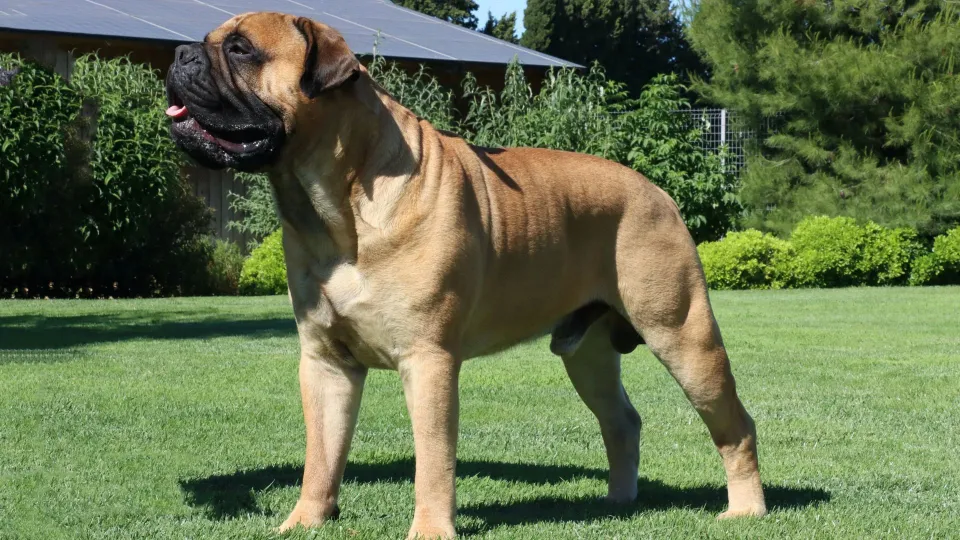 Bullmastiff