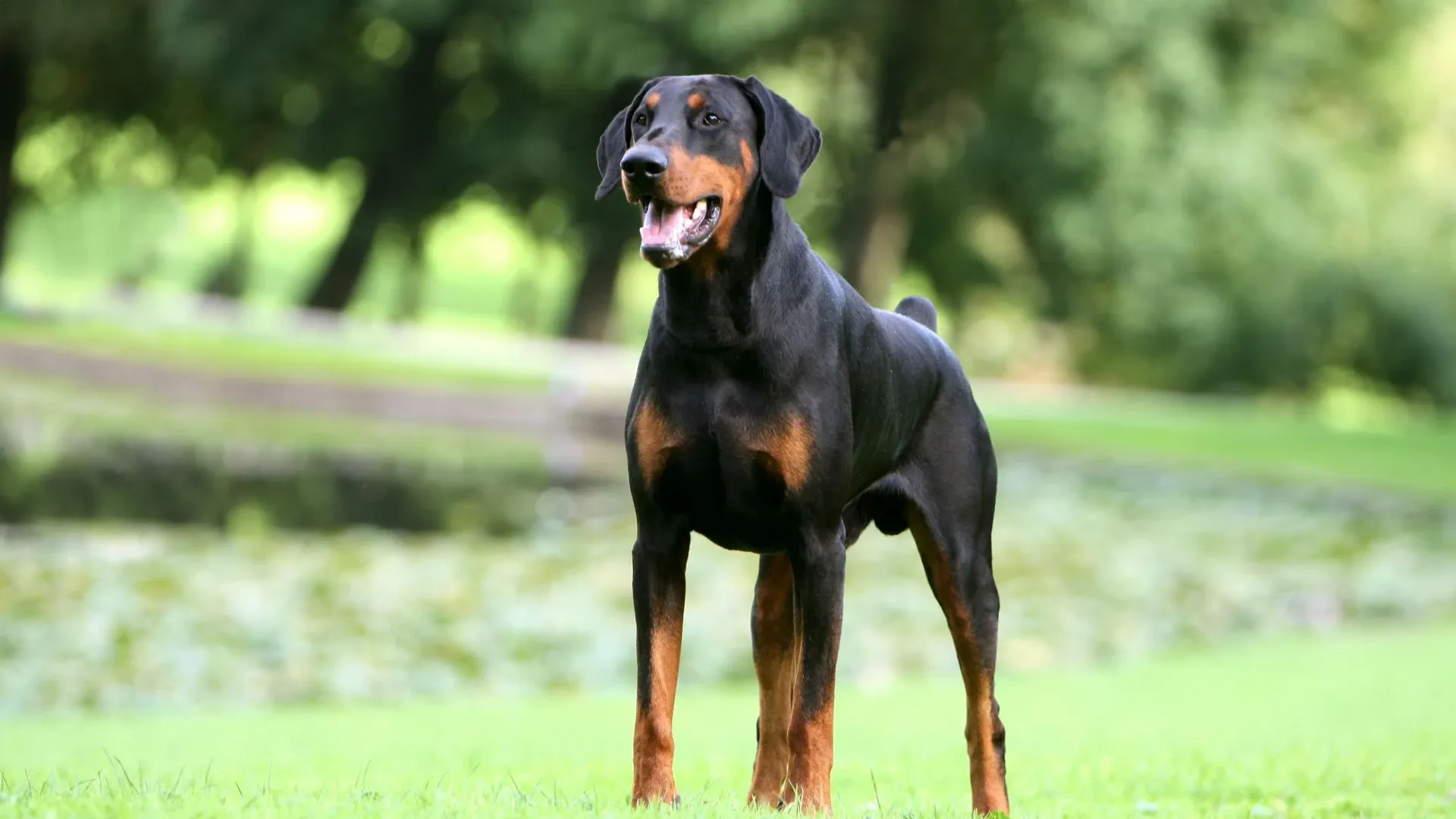 Dobermann