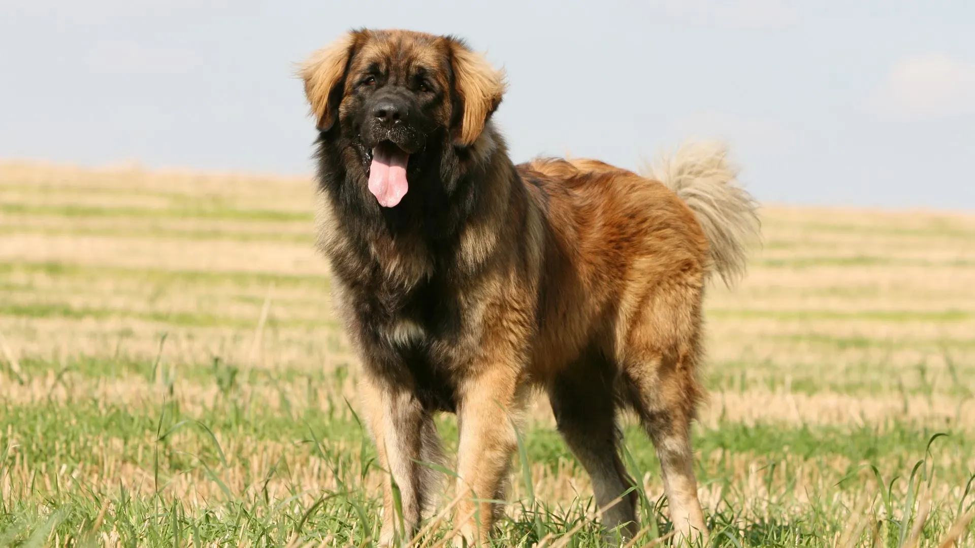Leonberger