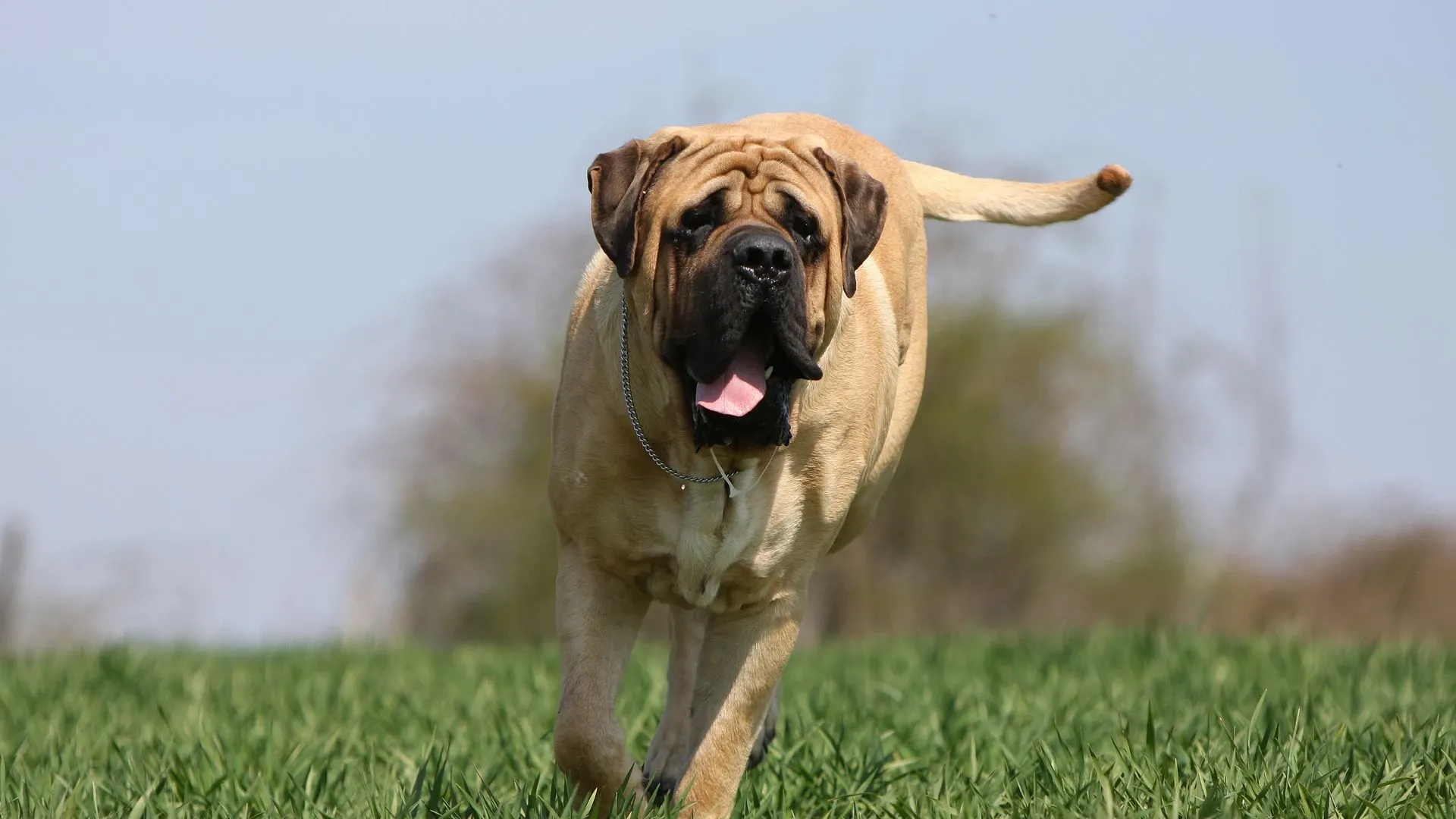 Mastiff