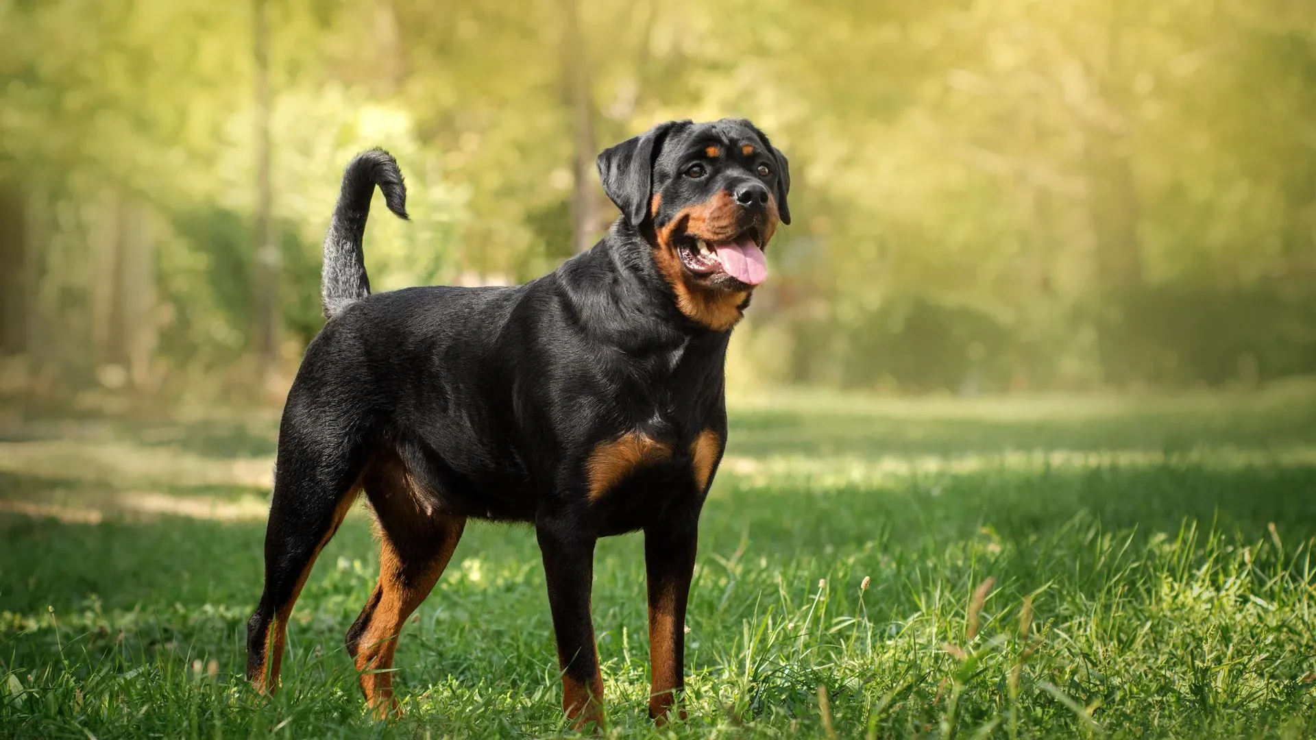 Rottweiler