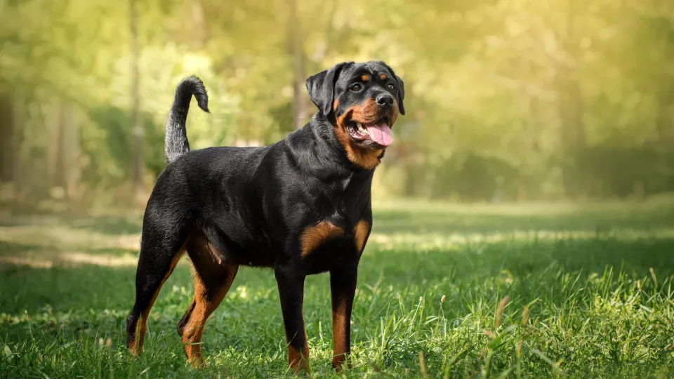 Rottweiler