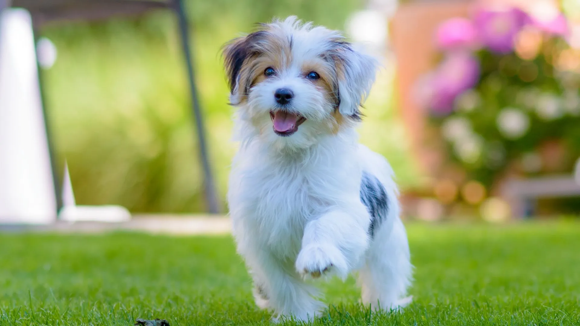 Havanese