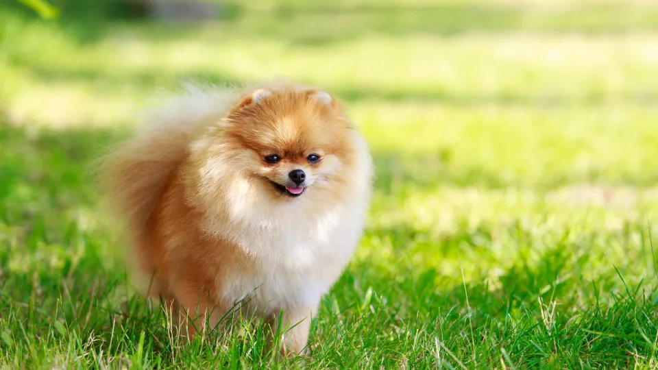 Pomeranian