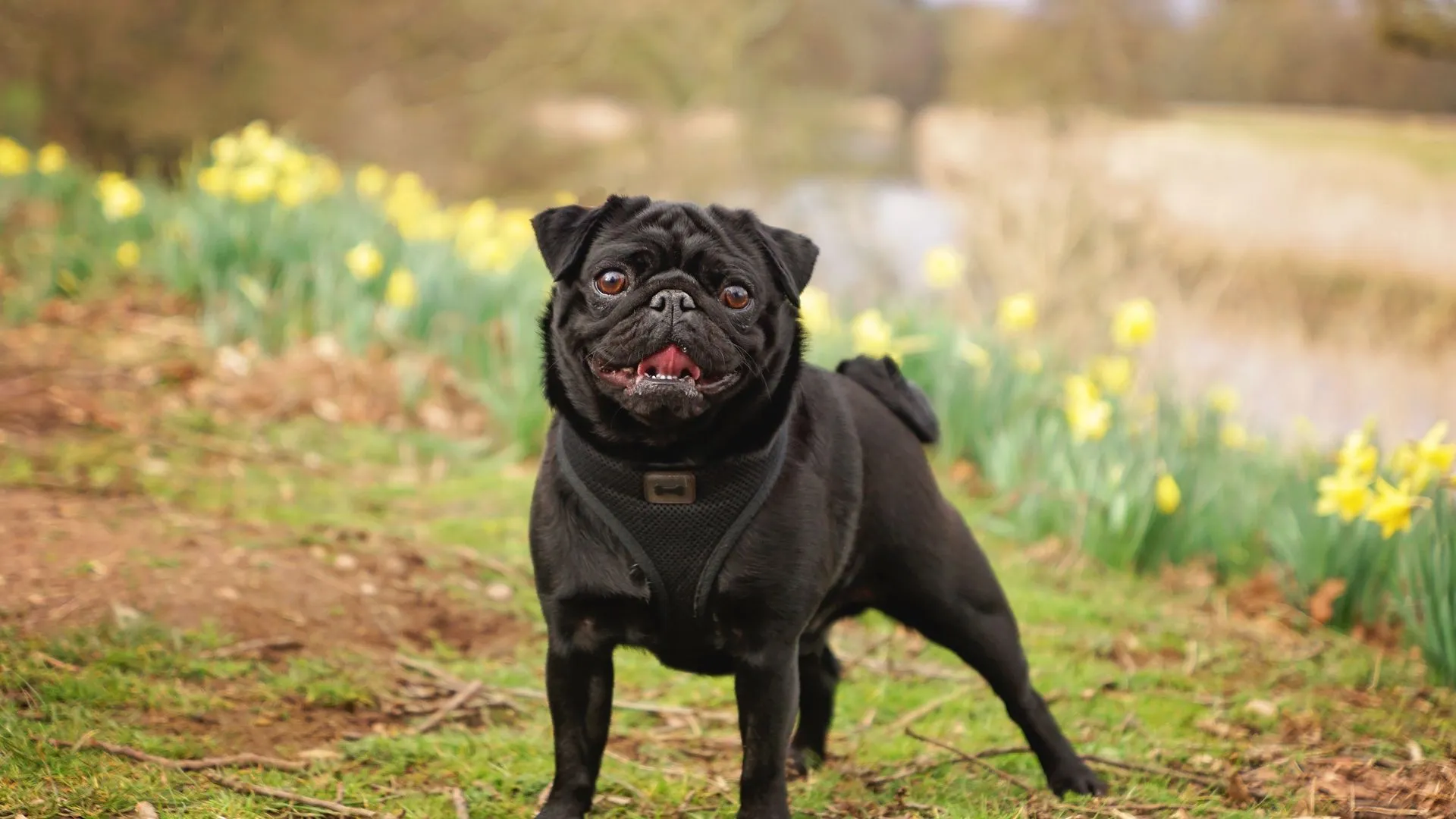 Pug